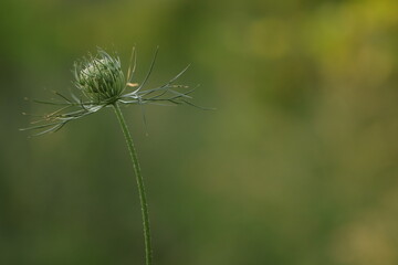 fiori di carota selvatica al tramonto in estate