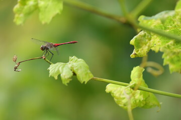 una libellula rossa su una foglia