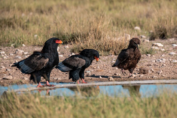 black winged blackbird - BIRD OF AFRICA