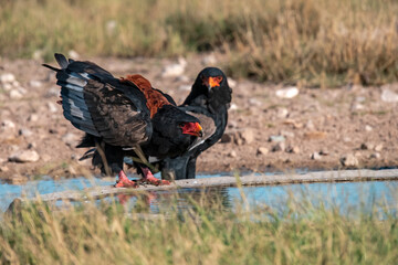 black winged blackbird - BIRD OF AFRICA