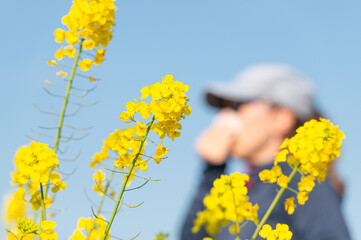 A woman suffering from pollen allergy standing in a blooming rapeseed field, wiping her nose with a tissue, with yellow flowers in the foreground