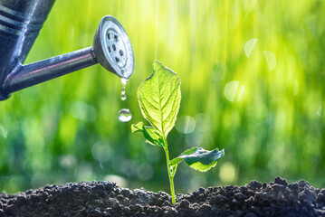 watering and gardening seedlings growth nature concept