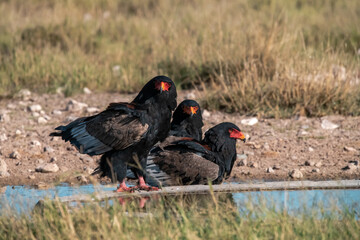 black winged blackbird - BIRD OF AFRICA