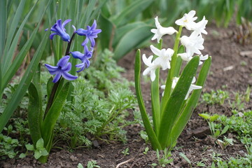Fototapeta premium Closeup of blue and white flowers of hyacinths in mid April