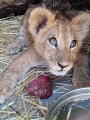The lion cub is getting ready to eat his tidbit.