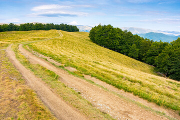 mountain landscape with beech trees along the dirt road uphill. alpine environment. late summer...