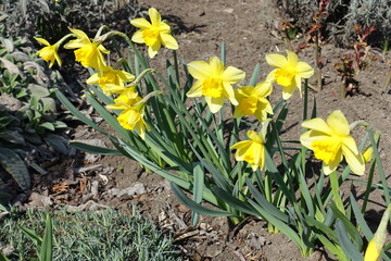Group of yellow flowers of common daffodils in mid March