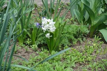 White and blue flowers of hyacinths in April