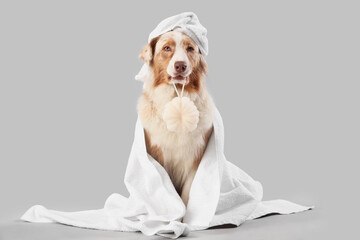Cute Australian Shepherd dog with towel and sponge after shower on grey background