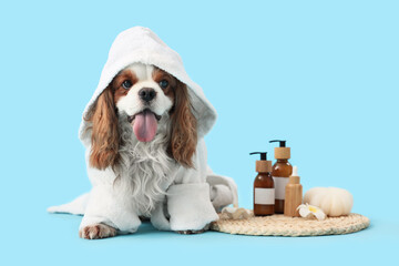 Cute cavalier King Charles spaniel in bathrobe with cosmetic products and sponge sitting on blue...