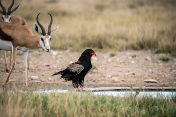 black winged blackbird - BIRD OF AFRICA