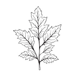 Ash Tree Leaf Vector Line Art Illustration Design