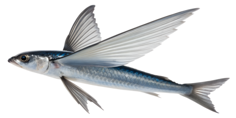 
flying fish isolated on white background