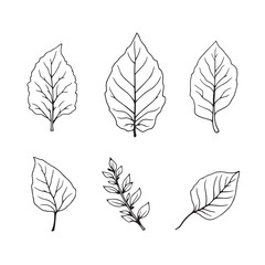 Fototapeta premium Ashwagandha Leaf Vector Art for Natural Wellness Designs
