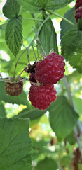 Raspberries hang from lush green vines in a vibrant garden during the early afternoon sun