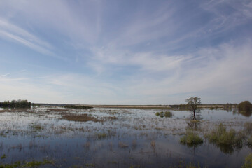 Flooded landscape with water reflecting the sky, wetland with a tree standing alone, vast wetlands covered with water under a blue sky and white clouds.