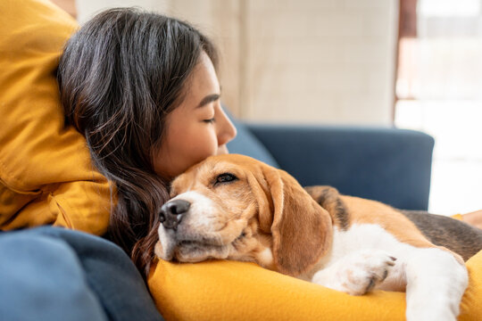 Adorable Beagle dog puppy sleeping on young female owner's shoulder.