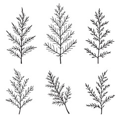 Detailed Spruce Leaf Vector Line Art Illustration