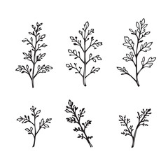 Elegant Vietnamese Coriander Leaf Vector Line Art Design