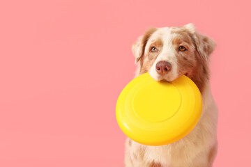 Cute Australian Shepherd dog with frisbee on pink background, closeup