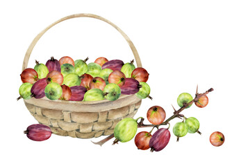 Gooseberry Currant berries leaves, thorny branch in weaved basket, hand drawn in watercolor, ripe picked harvest, lingonberry huckleberry isolated illustration. Restaurant menu, farmers market grocery