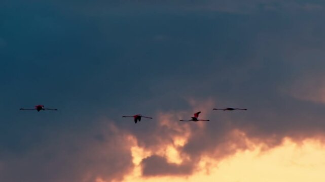 A breathtaking slow motion video of flamingos gracefully flying in formation across a vibrant sunset sky, evoking peace and natural beauty