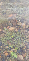 Clear water revealing a mosaic of rocks and greenery at a serene riverside location during a gentle afternoon