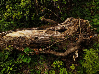 tree roots in the forest