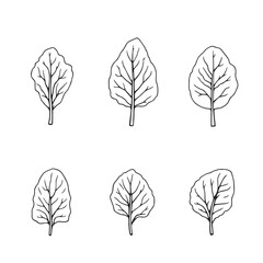 Fototapeta premium Green Spinach Leaf Line Art for Modern Graphics