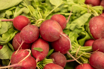 Freshly harvested radishes from the garden.