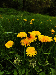 dandelions in the grass with a bumblebee on a dandelion