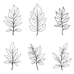 Minimalist Sandalwood Leaf Line Art Vector Illustration