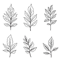 Minimalist Sandalwood Leaf Line Art Vector Illustration