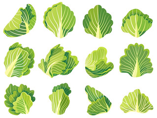 Fototapeta premium set of flat vector cabbage icons in multiple angles, bold outlines and bright green tones, modern food clipart, white background