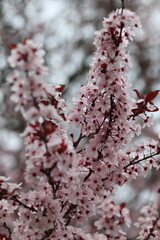 snow covered branches