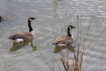 canada goose family