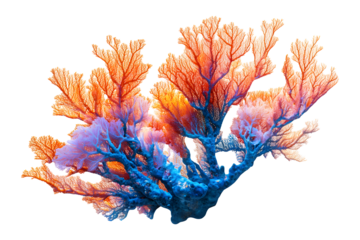 Vibrant sea fan coral with orange red and blue branches in intricate detail isolated on transparent background