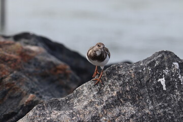 bird on a rock