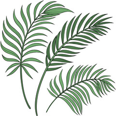 Tropical Palm Leaves Vector Illustration for Summer and Beach Designs