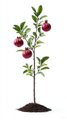 A vibrant young pomegranate tree with three ripe, red pomegranates stands proudly in a small pile of dark soil against a bright white background showcasing its healthy growth.