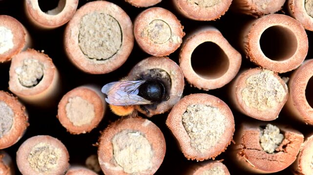 European orchard bee at an insect hotel in spring, closes its nesting hole