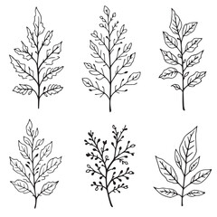 Creative Redwood Leaf Vector for Nature-Themed Designs