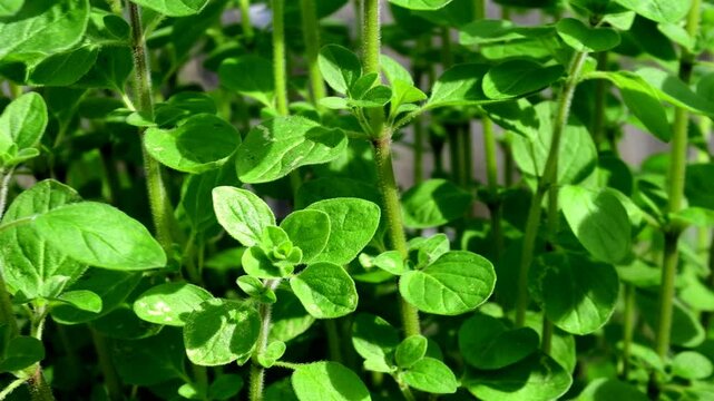  Majoram, fresh green herb in a closeup in spring in a garden