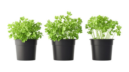 Fototapeta premium Pack of Parsley Plant in Pot Set Against Transparent Background for Gardening, Kitchen Decor, or Homegrown Design Projects