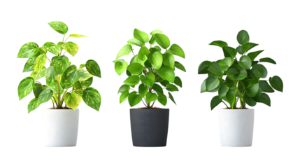 Pack of Money Plant Set Against Transparent Background for Gardening, Indoor Plant, or Nature Design Projects
