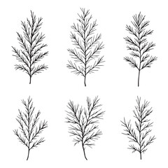 Elegant Pine Leaf Vector Line Art Illustration