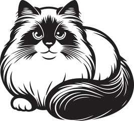 Black and White Ragdoll Cat Vector