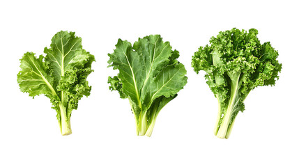 Pack of Mustard Greens Set Against Transparent Background for Gardening, Culinary, or Organic Design Projects