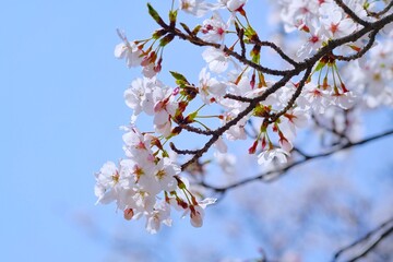 cherry tree blossom