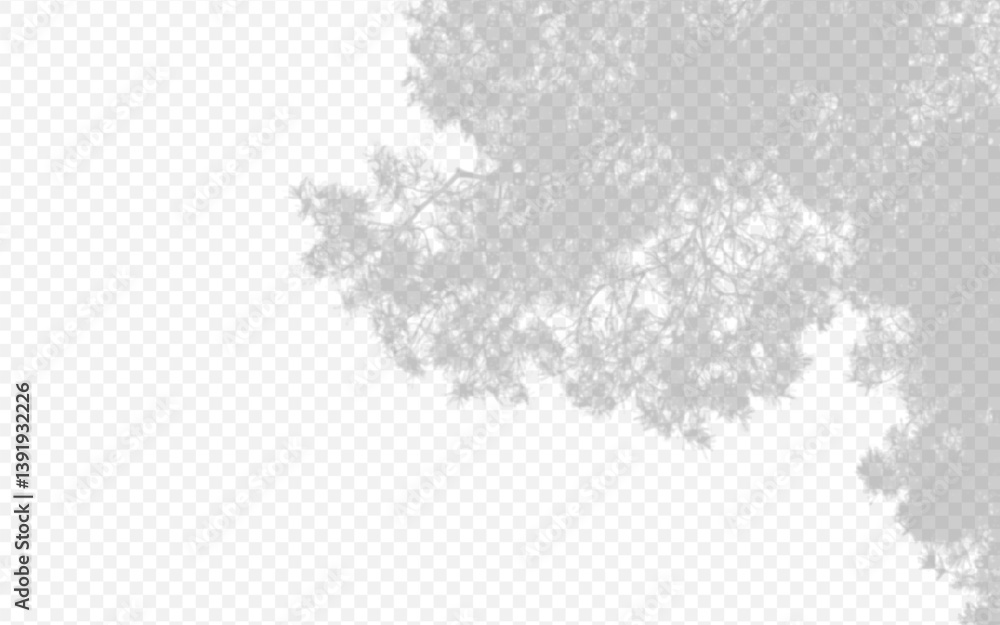 Poster shadow overlay from a pine tree branch isolated on a transparent background.